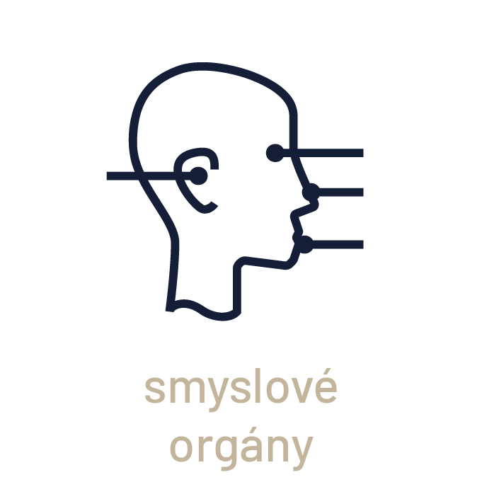 zmyslové organy CZ